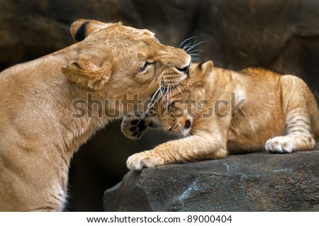 Lioness mother gently biting her cub\'s little head.