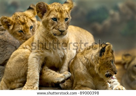 Three little lion cubs siblings sitting on the rock