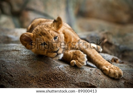 sad lion cub