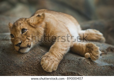 Five Month Old Lion Cub laying on the rock looking up.