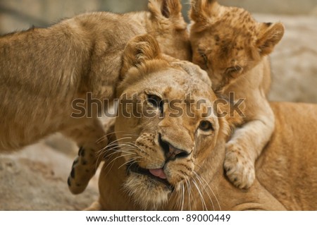 Two cute lion cubs playing with their mother