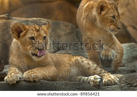 Two cute little lions one with her tongue sticking out