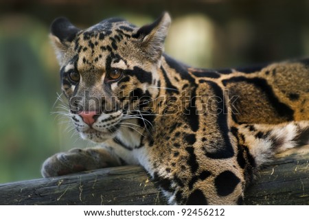 Young Clouded Leopard - Neofelis Nebulosa