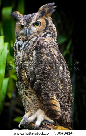 Great Horned Owl, (Bubo virginianus), also known as the Tiger Owl