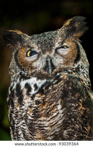 Great Horned Owl, (Bubo virginianus), also known as the Tiger Owl