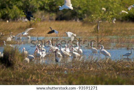 Flock of Birds in Florida\'s Everglades swamps