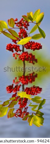 Red Rowan-berry plant reflection in blue water