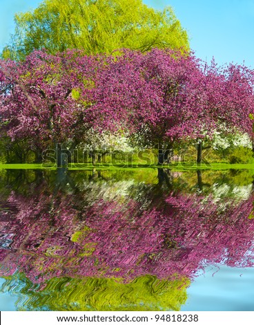 Pink and White Blossom fruit trees reflection in the water