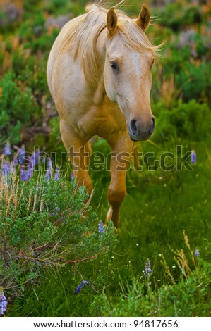 Beautiful white horse feeding in a grassy pasture