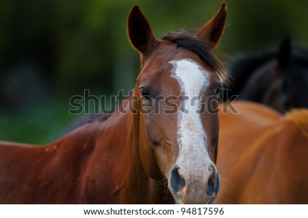 Portrait of a Beautiful Horse feeding in a grassy pasture