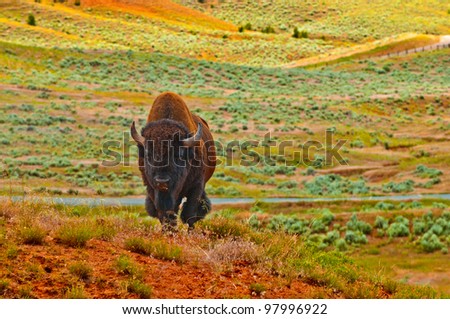 Buffalo roaming on the red dirt prairie in Thermopolis Wyoming