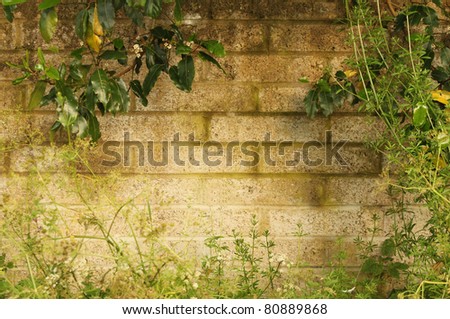 Border Formed by Vegetation on Old Country Wall