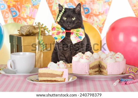 cat celebrating birthday