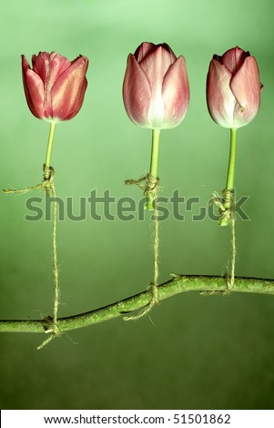 Tulips held up by string concept