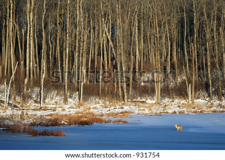A coyote stands on a frozen pond lit up by the day\'s first light.