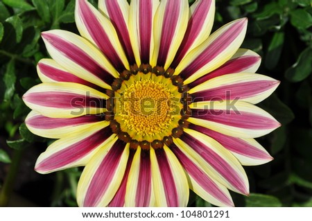 Gazania sunny flower