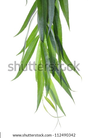 Willow Tree Leaves Isolated On White Background Stock Photo 112490342