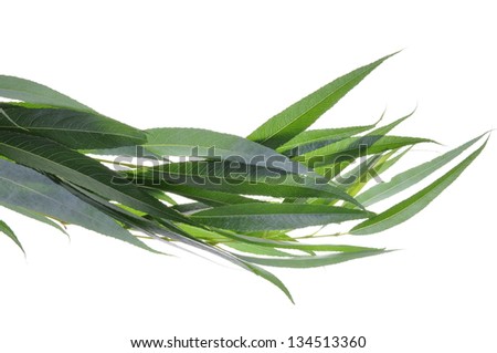 Green leaves of willow tree isolated on white background
