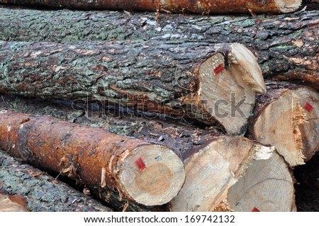 Tree felled in the forest product for the timber industry