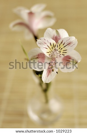 Vase of Lilies (w/ shallow depth of field)