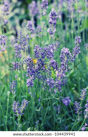 Lavender in the wild (toned)