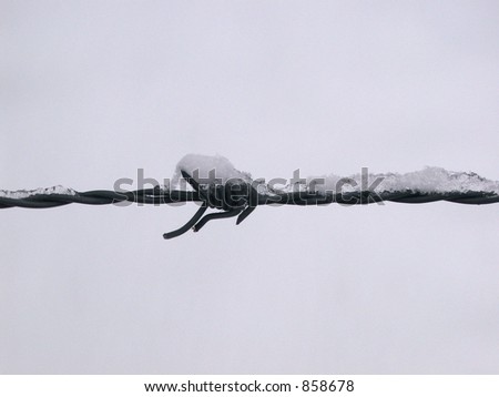 Barbed wire covered with snow