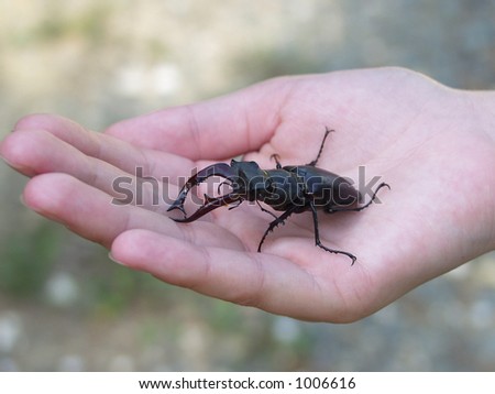 Stag beetle in a hand (Lucanus cervus)