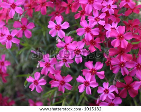 Pink mountain flower
