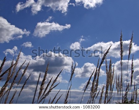 Field of brown grass blowing in the wind against a blue sky and fluffy white clouds