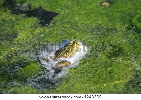 A frog in the pond