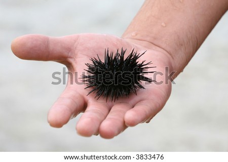The sea hedgehog lays on a man\'s hand