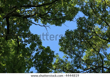 Oak trees against a blue sky