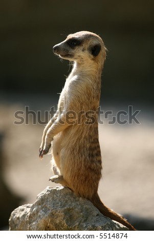 Meerkat standing on the rock and looking ahead
