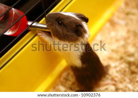 Guinea pig in cage drinking water
