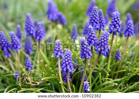 Blue bell flowers, shallow depth of field
