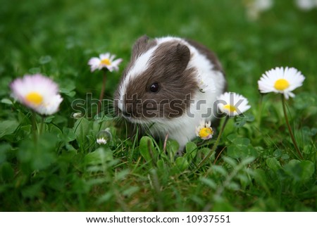 Young guinea pig between daisies