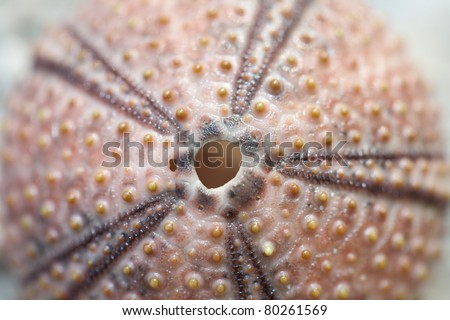 Skeleton of a sea hedgehog, shallow dof