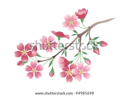 Cherry blossom.Vector illustration.Isolated on white background.