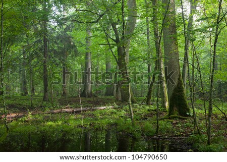 Summertime midday in wet deciduous stand of Bialowieza Forest with standing water in foreground
