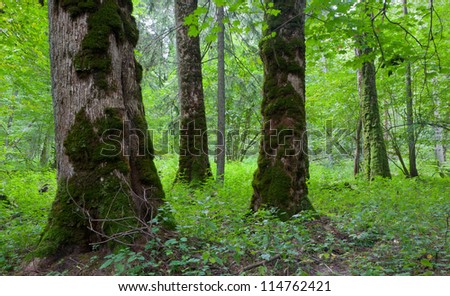 Three moss wrapped giant maples in natural stand of Bialowieza Forest late spring, Bialowieza Forest, Poland