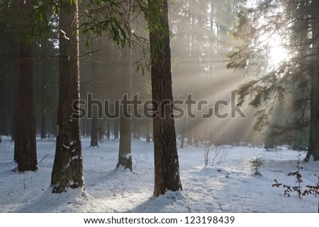 Winter landscape of coniferous stand with sunbeams entering misty forest