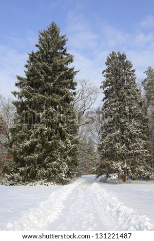 Snowy road between two spruces in winter landscape park
