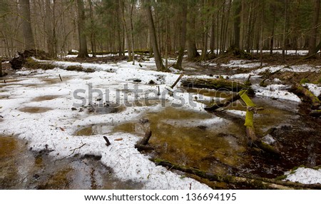 Spring landscape of old forest and broken trees lying in melting snow and water
