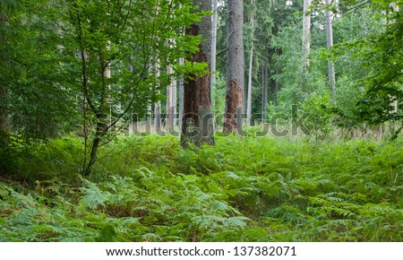 Norwegian Spruce trees in grass and ferns with two dead spruce trunks in front