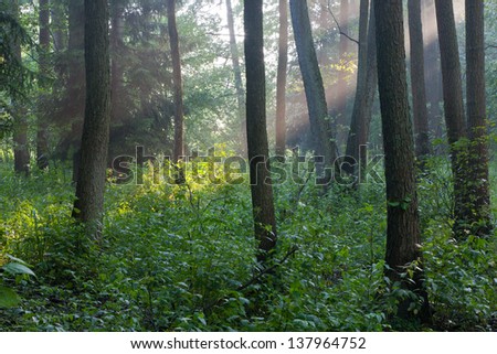 Sunbeam entering rich deciduous forest in misty evening rain after