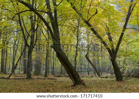 Old bent hornbeam trees in autumnal landscape of primeval deciduous stand of Bialowieza Forest