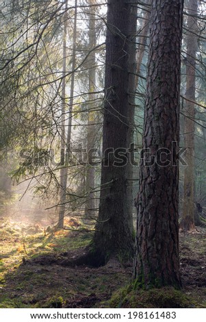 Sunbeam entering rich coniferous forest misty morning with old spruce and pine tree in foreground