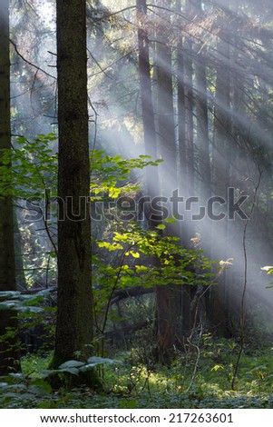 Sunbeam entering rich mixed forest in morning with broken spruces in foreground