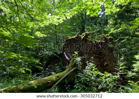 Wind fall over spruce tree in summer with roots broken among deciduous trees of Bialowieza Forest stand,Bialowieza Forest,Poland,Europe