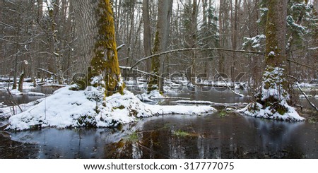 Winter landscape of first snow in old forest and partly frozen water with broken tree in foreground,Bialowieza Forest,Poland,Europe